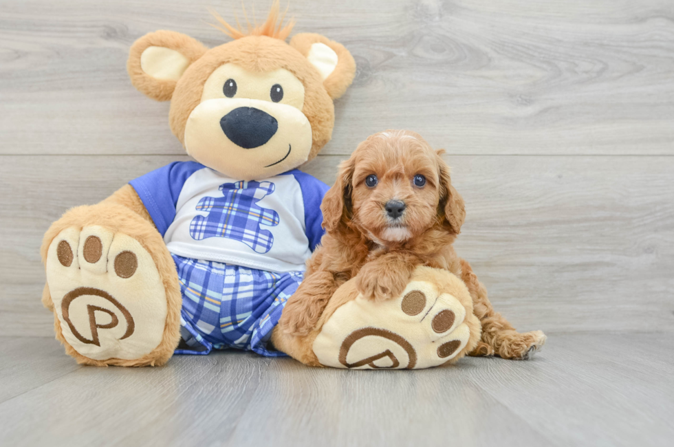 6 week old Cavapoo Puppy For Sale - Florida Fur Babies