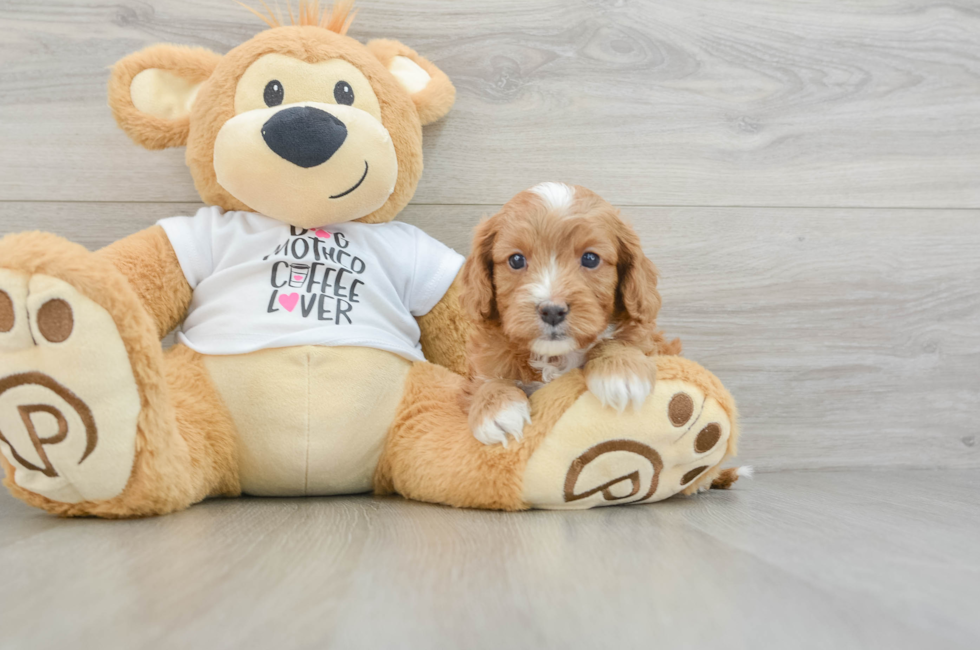 5 week old Cavapoo Puppy For Sale - Florida Fur Babies