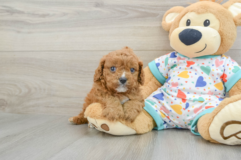 Cute Cavapoo Baby