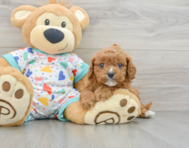 8 week old Cavapoo Puppy For Sale - Florida Fur Babies
