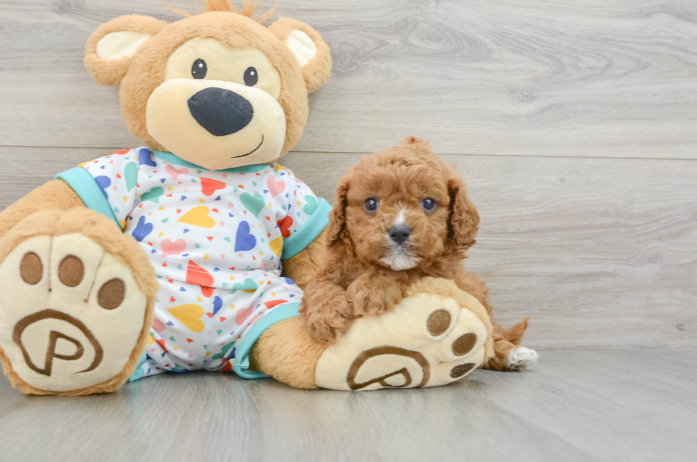 6 week old Cavapoo Puppy For Sale - Florida Fur Babies