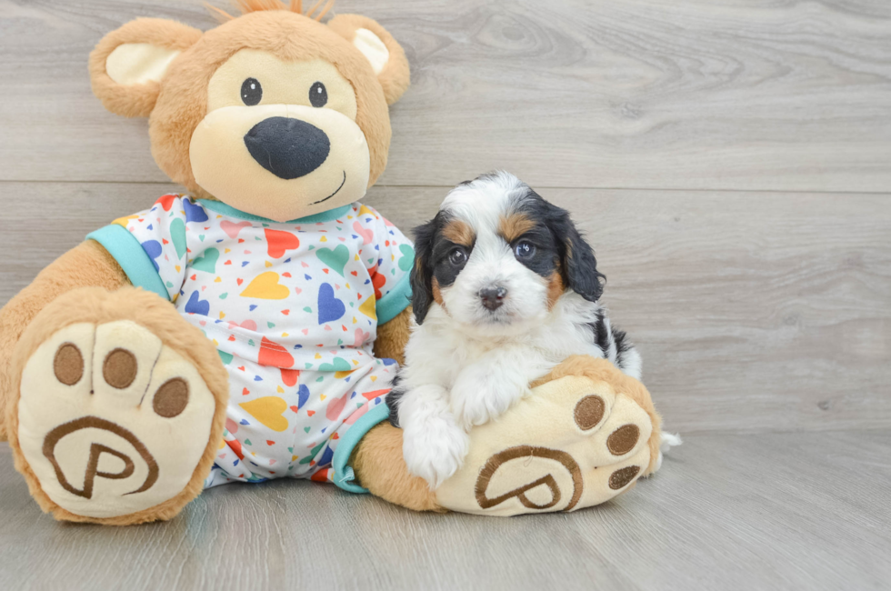 5 week old Cavapoo Puppy For Sale - Florida Fur Babies