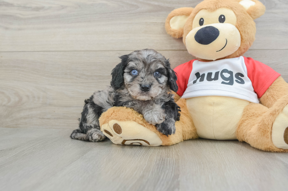 7 week old Cavapoo Puppy For Sale - Florida Fur Babies