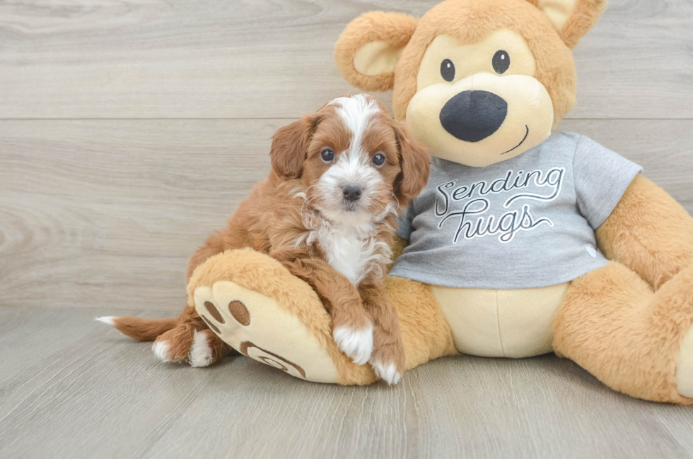 5 week old Cavapoo Puppy For Sale - Florida Fur Babies