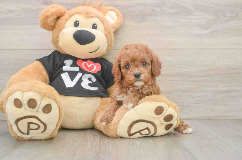 5 week old Cavapoo Puppy For Sale - Florida Fur Babies