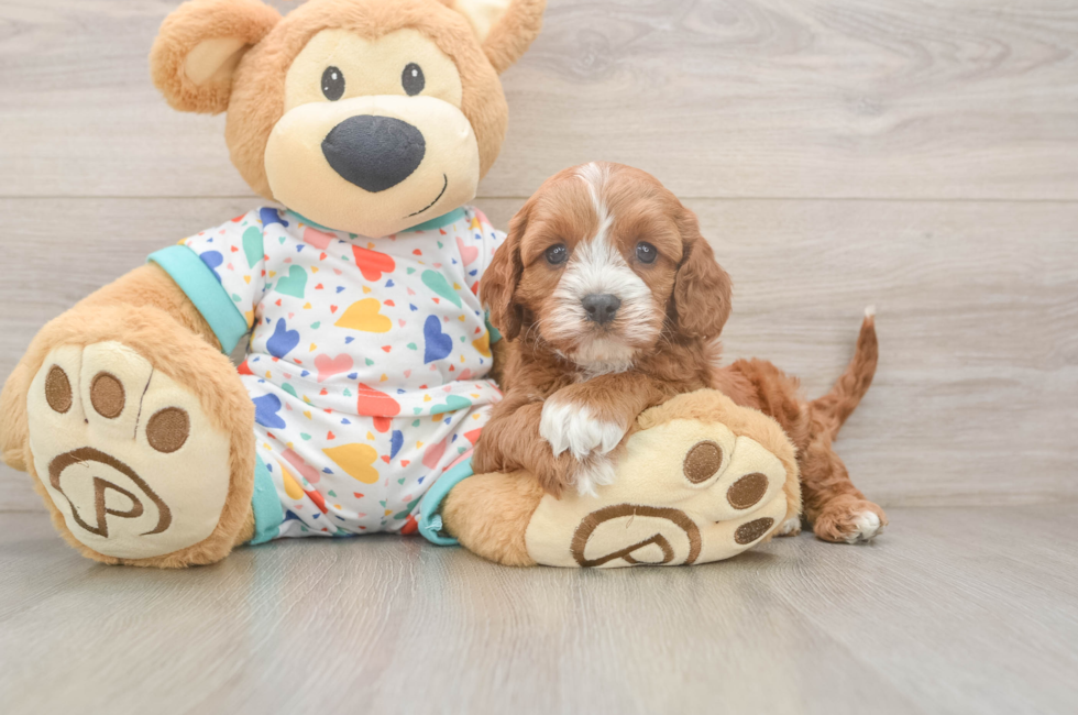 6 week old Cavapoo Puppy For Sale - Florida Fur Babies