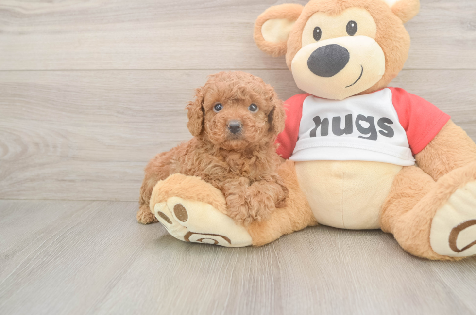 5 week old Cavapoo Puppy For Sale - Florida Fur Babies