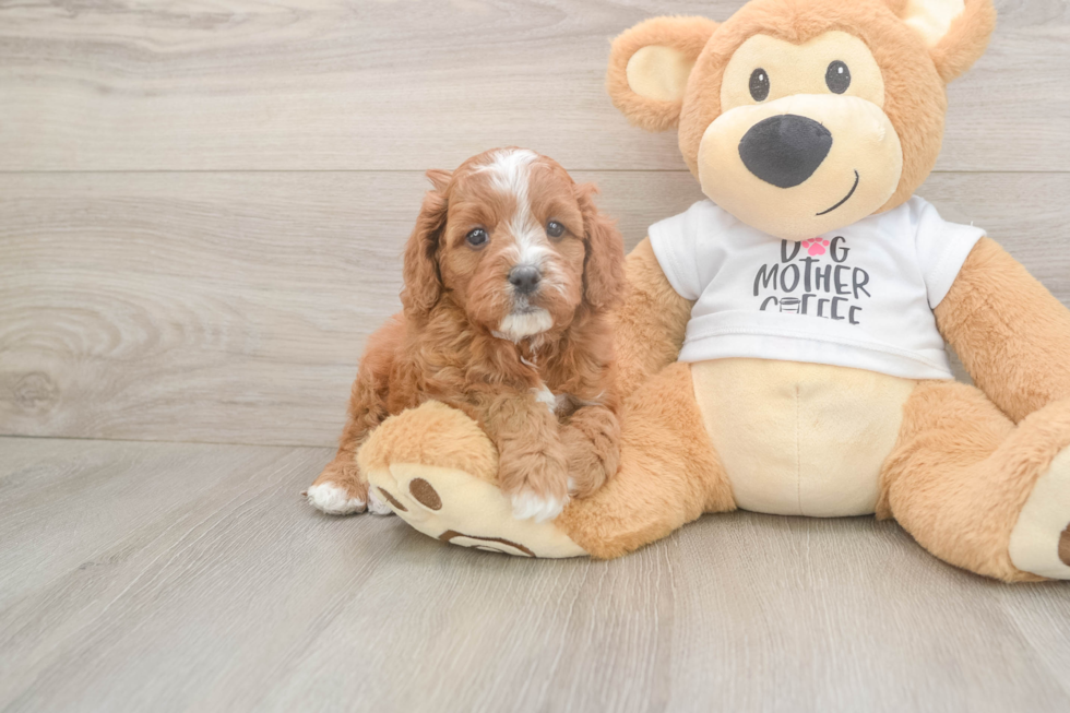 Meet Epic - our Cavapoo Puppy Photo  2/3 - Florida Fur Babies Smart Cavapoo Poodle Mix Pup