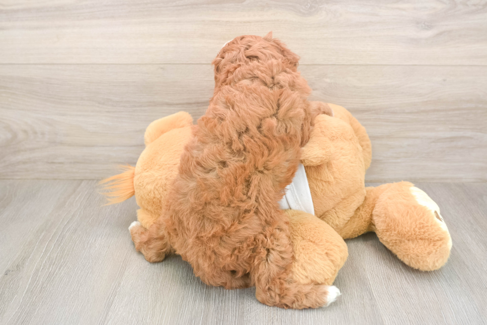 Meet Epic - our Cavapoo Puppy Photo  3/3 - Florida Fur Babies Cavapoo Puppy for Adoption