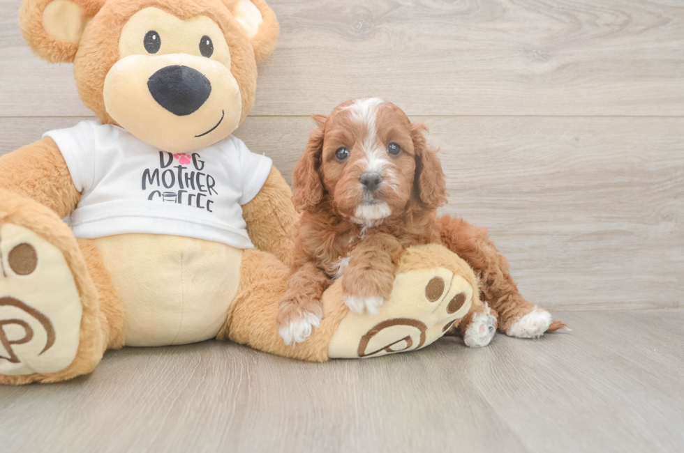 5 week old Cavapoo Puppy For Sale - Florida Fur Babies