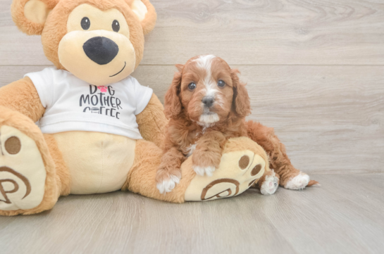 5 week old Cavapoo Puppy For Sale - Florida Fur Babies Best Cavapoo Baby