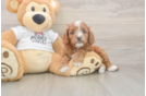 Meet Epic - our Cavapoo Puppy Photo  1/3 - Florida Fur Babies Best Cavapoo Baby