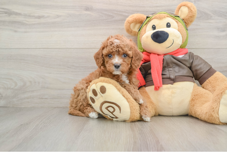 Small Cavapoo Baby