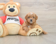 7 week old Cavapoo Puppy For Sale - Florida Fur Babies