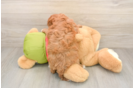 Playful Cavapoodle Poodle Mix Puppy