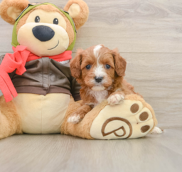 6 week old Cavapoo Puppy For Sale - Florida Fur Babies