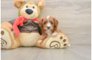 Best Cavapoo Baby
