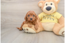 Cavapoo Pup Being Cute