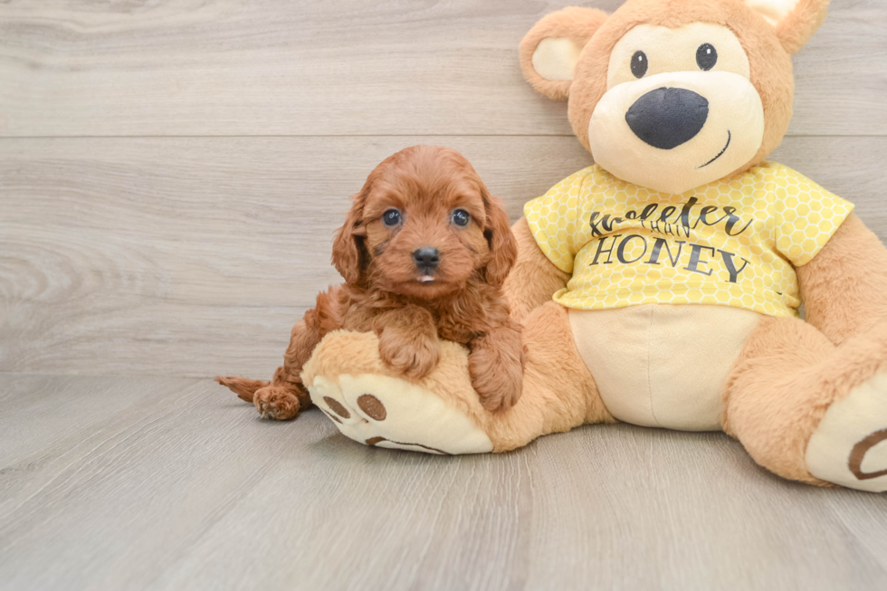 Cavapoo Pup Being Cute