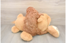 Popular Cavapoo Poodle Mix Pup