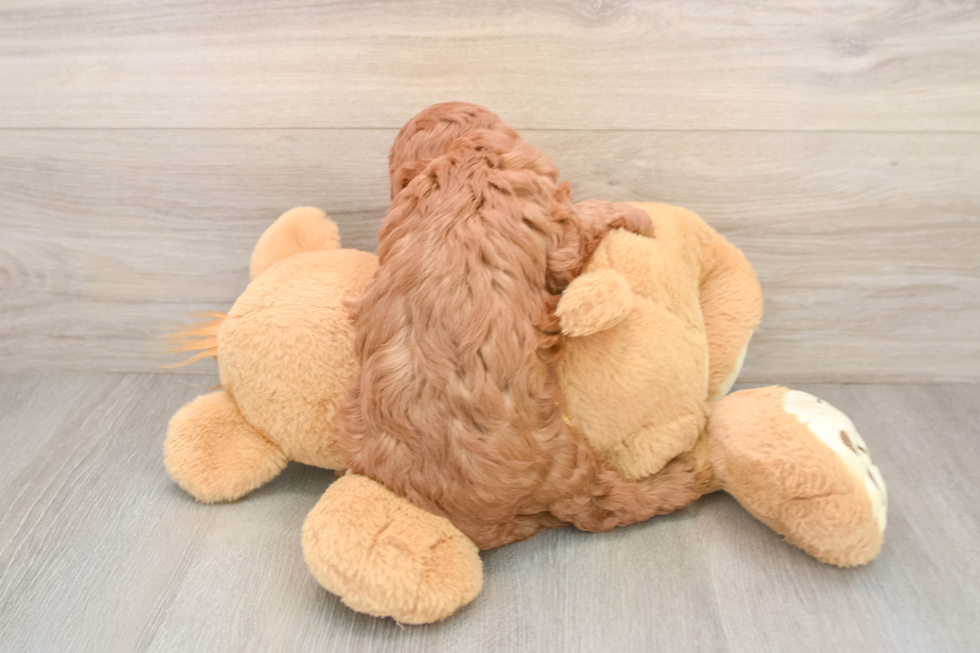 Popular Cavapoo Poodle Mix Pup