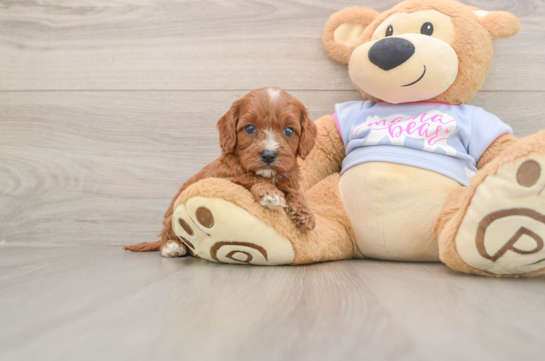 Funny Cavapoo Poodle Mix Pup