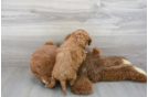 Meet Epic - our Cavapoo Puppy Photo 3/3 - Florida Fur Babies