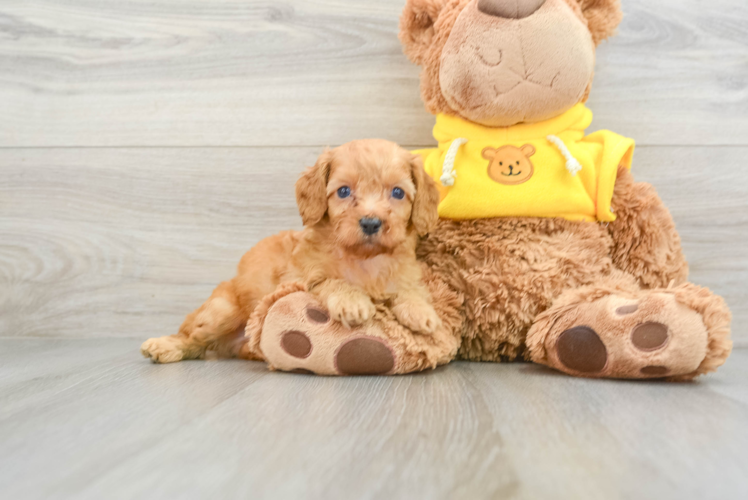 Cute Cavapoo Baby