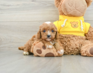 8 week old Cavapoo Puppy For Sale - Florida Fur Babies