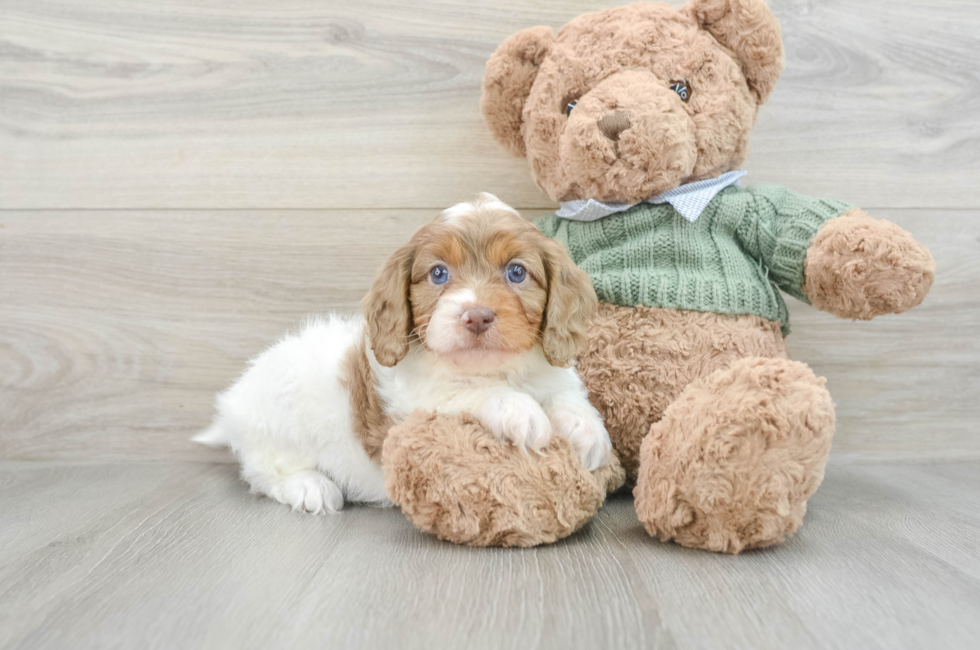 8 week old Cavapoo Puppy For Sale - Florida Fur Babies