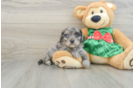 Best Cavapoo Baby