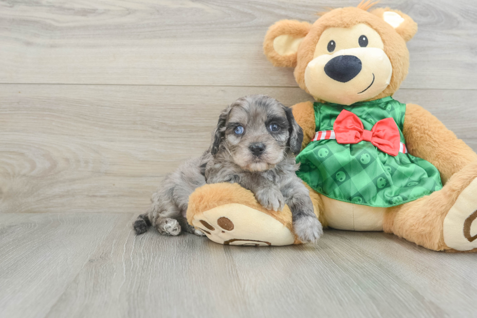 Best Cavapoo Baby