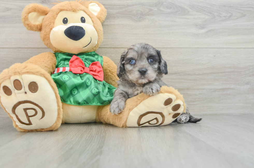 5 week old Cavapoo Puppy For Sale - Florida Fur Babies