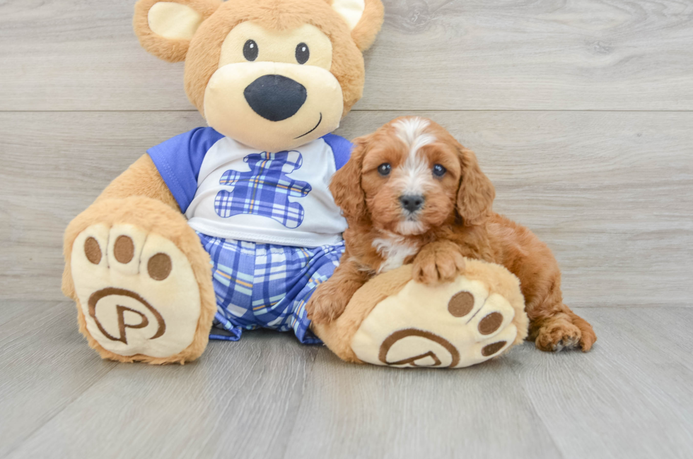 6 week old Cavapoo Puppy For Sale - Florida Fur Babies