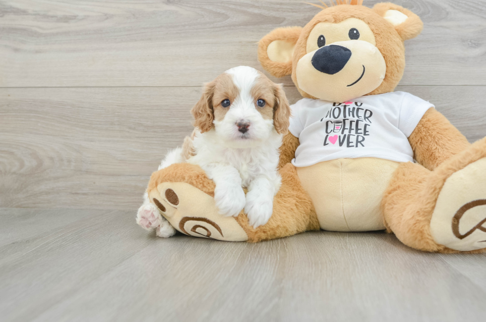 5 week old Cavapoo Puppy For Sale - Florida Fur Babies