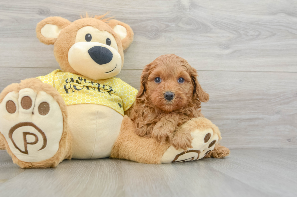 7 week old Cavapoo Puppy For Sale - Florida Fur Babies