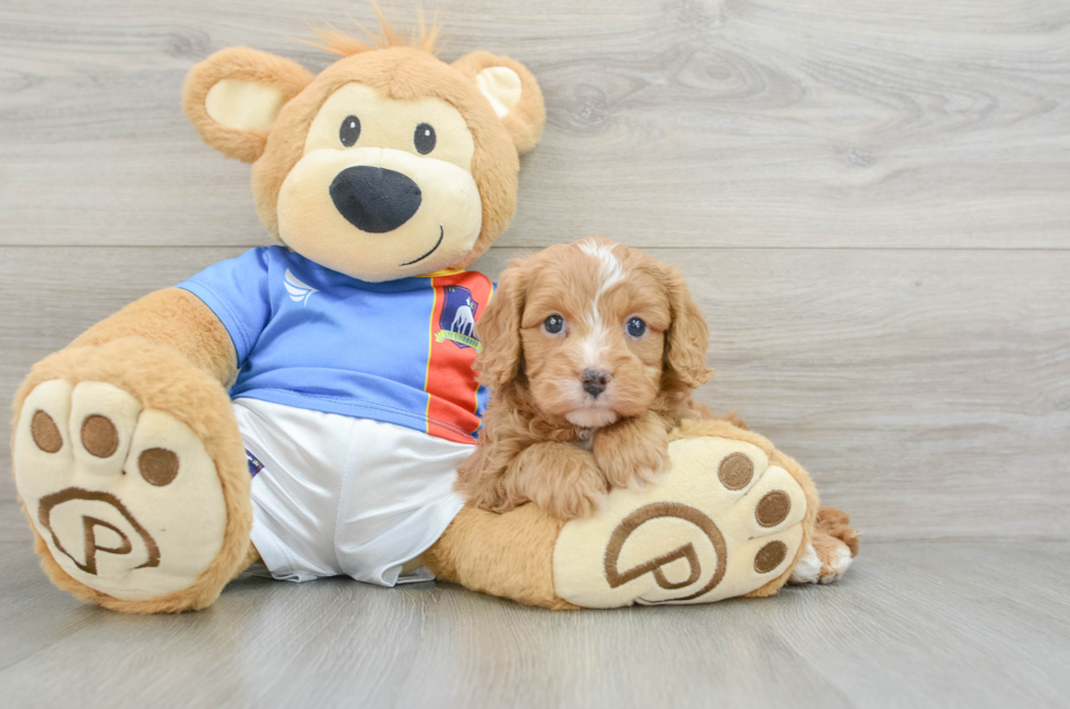 6 week old Cavapoo Puppy For Sale - Florida Fur Babies