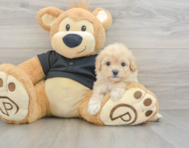8 week old Cavapoo Puppy For Sale - Florida Fur Babies