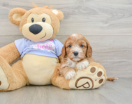 7 week old Cavapoo Puppy For Sale - Florida Fur Babies