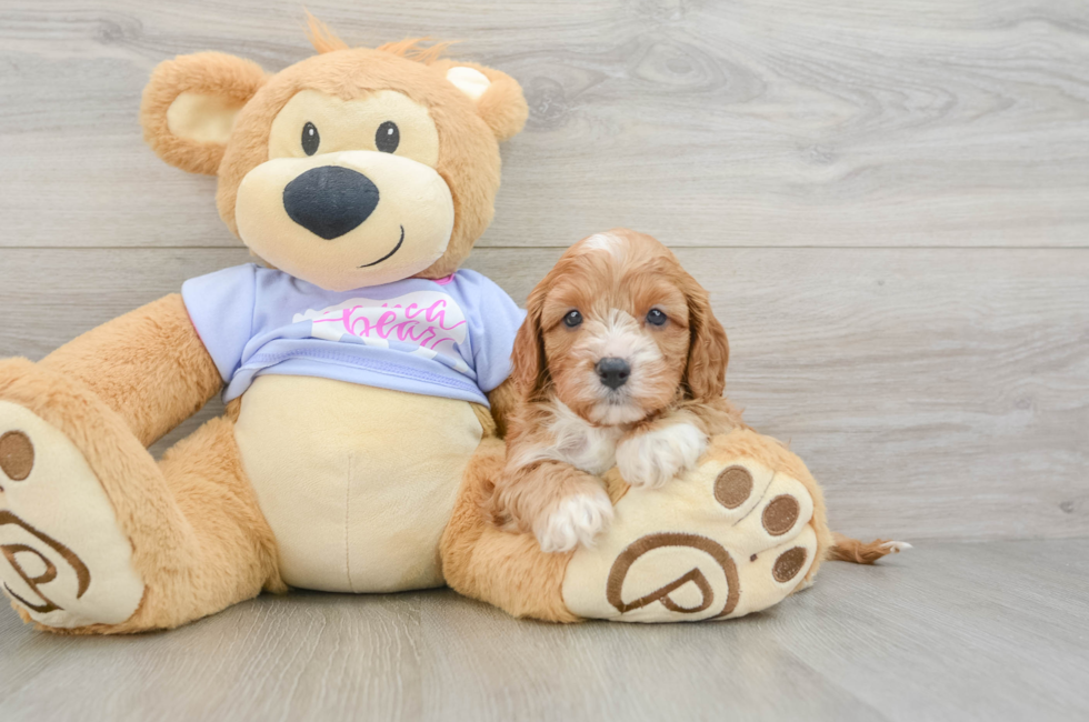 5 week old Cavapoo Puppy For Sale - Florida Fur Babies