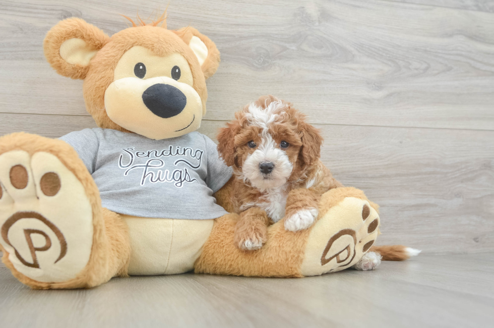 5 week old Cavapoo Puppy For Sale - Florida Fur Babies