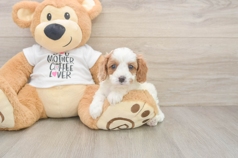 5 week old Cavapoo Puppy For Sale - Florida Fur Babies