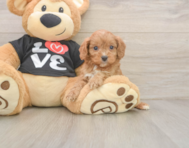 7 week old Cavapoo Puppy For Sale - Florida Fur Babies