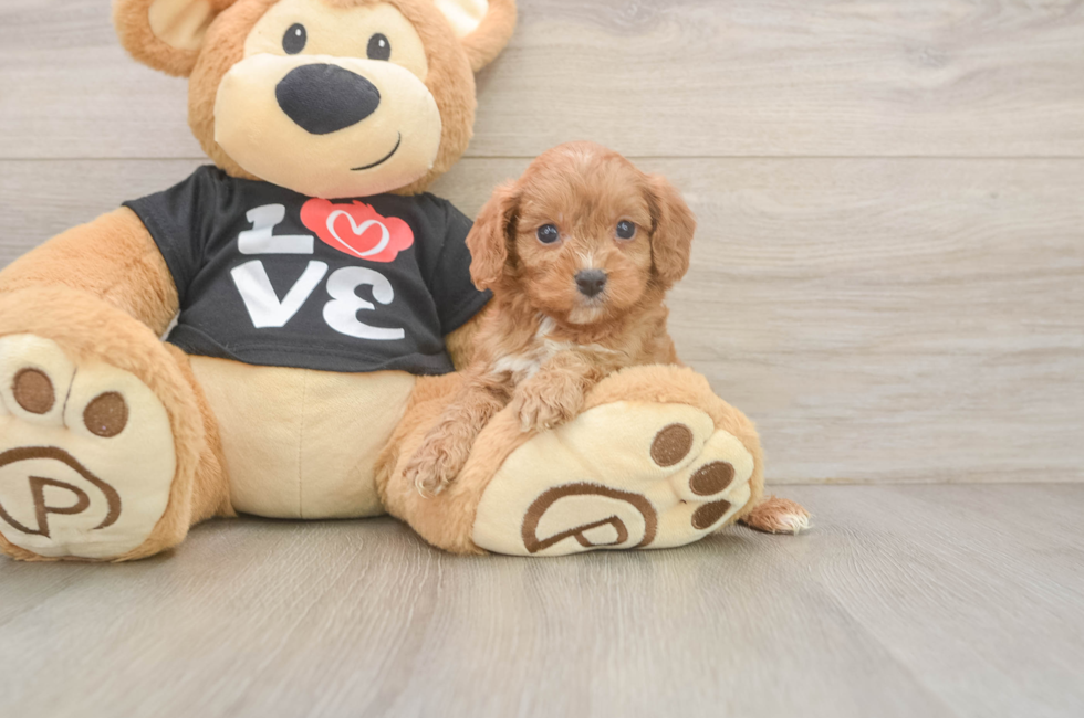 5 week old Cavapoo Puppy For Sale - Florida Fur Babies