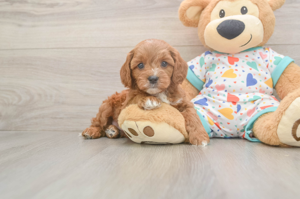 6 week old Cavapoo Puppy For Sale - Florida Fur Babies