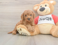7 week old Cavapoo Puppy For Sale - Florida Fur Babies