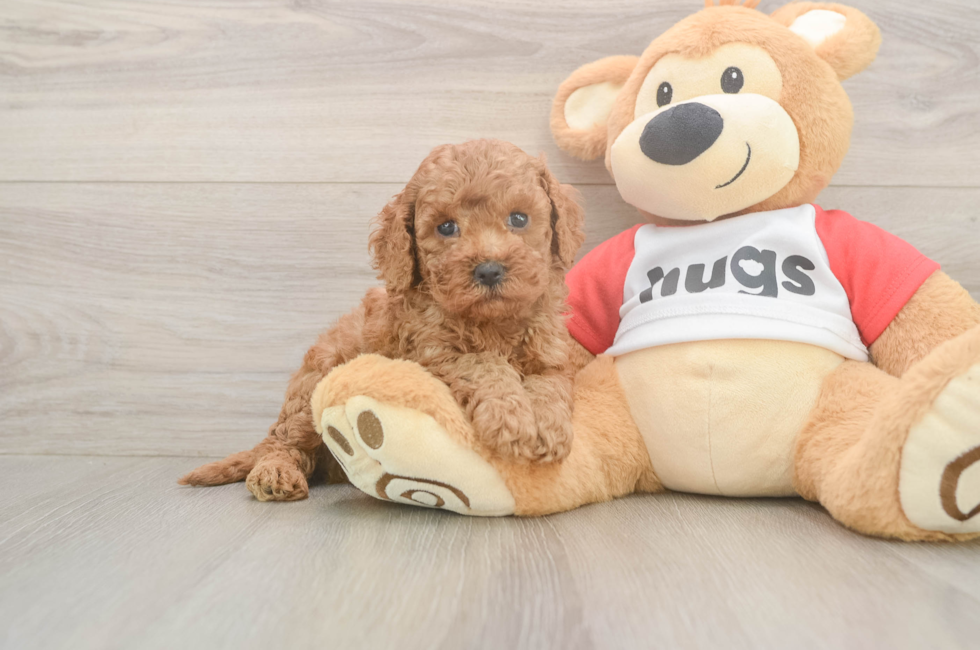 5 week old Cavapoo Puppy For Sale - Florida Fur Babies