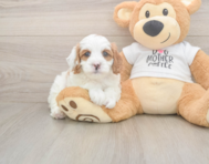 8 week old Cavapoo Puppy For Sale - Florida Fur Babies