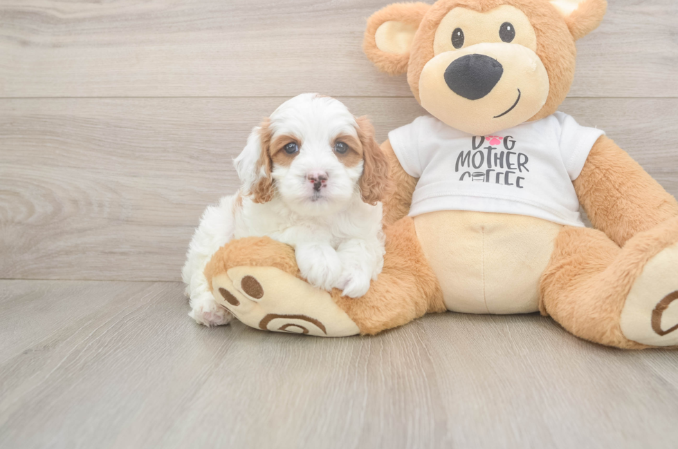 5 week old Cavapoo Puppy For Sale - Florida Fur Babies