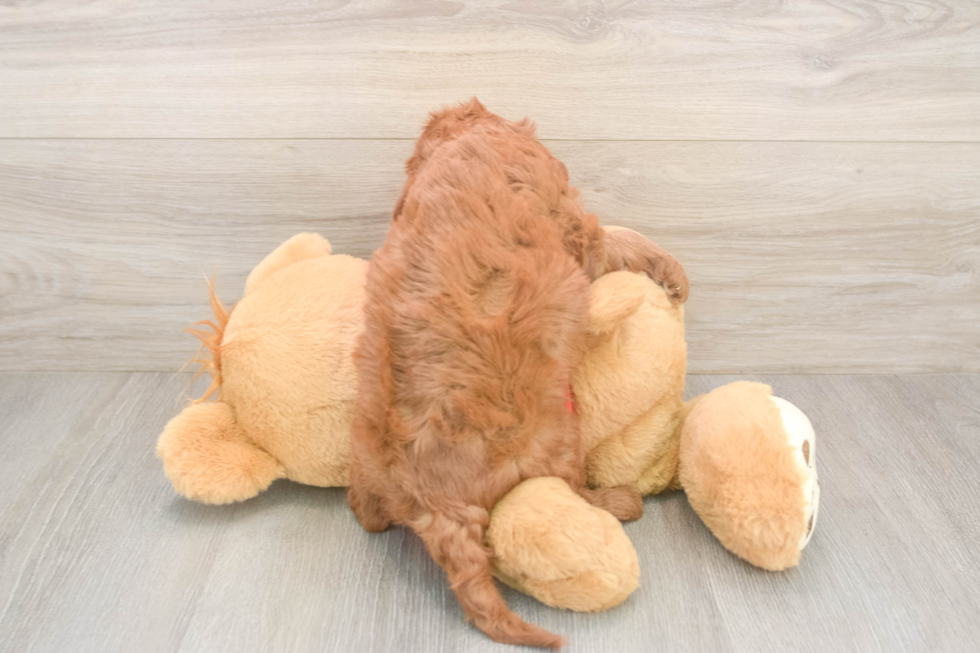 Adorable Cavalier King Charles Spaniel and Poodle Mix Poodle Mix Puppy